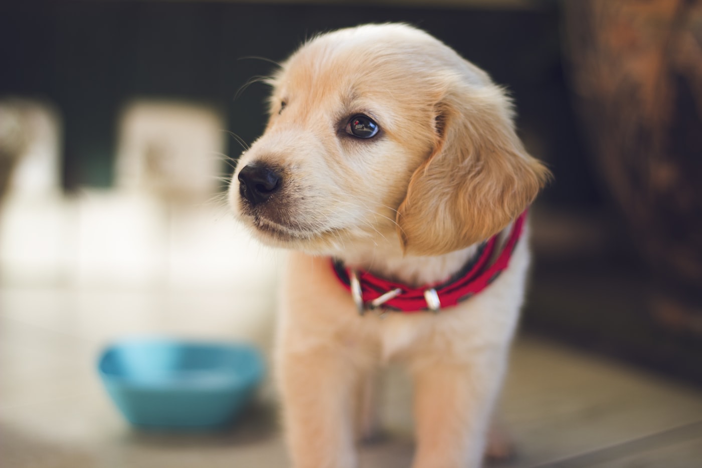 A puppy waiting indoors by their bowl
