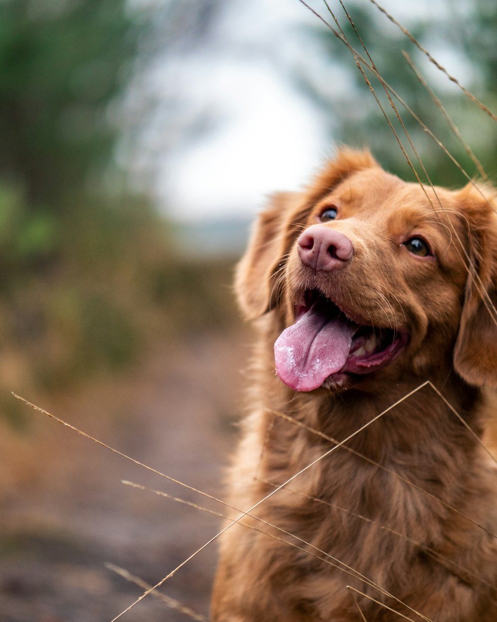 A dog on a quiet forest trail