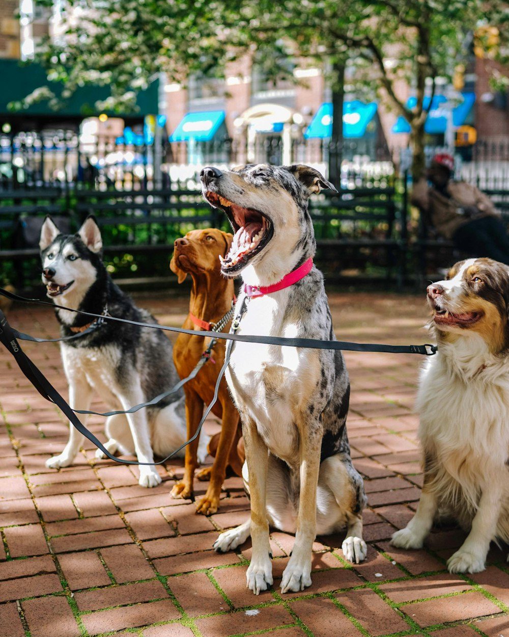A walker out on the sidewalk with several dogs on leash