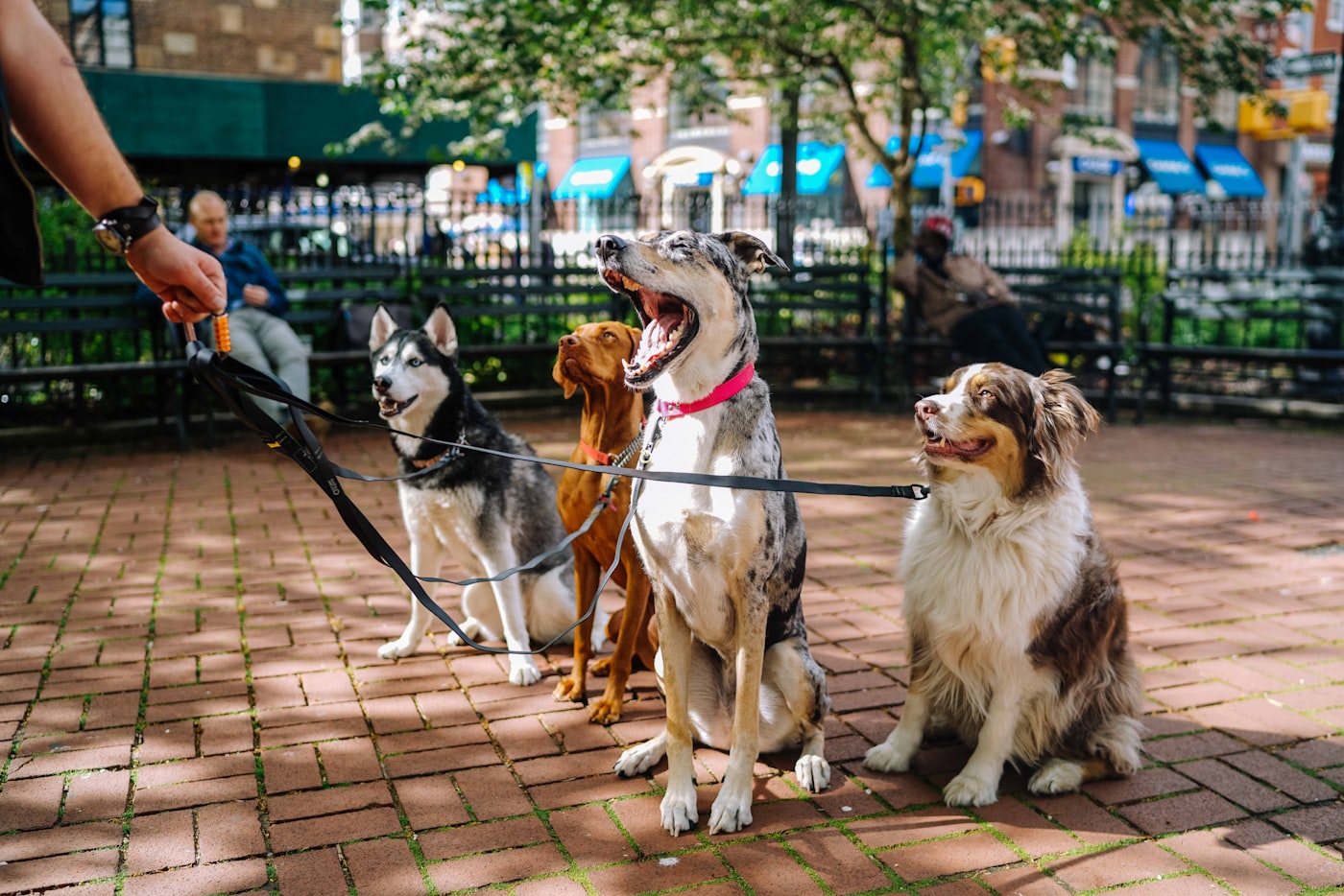 A dog walker out with a group of dogs on a neighbourhood walk